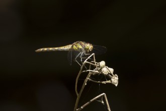 Common darter dragonfly (Sympetrum striolatum) adult insect resting on a plant seed head in summer,