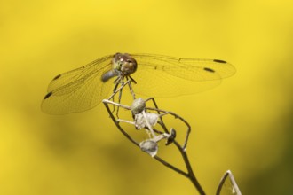 Common darter dragonfly (Sympetrum striolatum) adult insect resting on a plant seed head in summer,