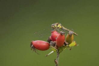 Common darter dragonfly (Sympetrum striolatum) adult insect resting on rosehips, England, United