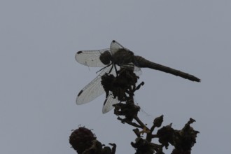 Common darter dragonfly (Sympetrum striolatum) adult insect resting on blackberries in summer,
