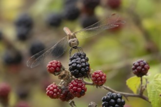 Common darter dragonfly (Sympetrum striolatum) adult feeding on a small insect while resting on