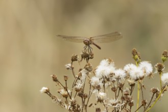 Common darter dragonfly (Sympetrum striolatum) adult insect resting on plant seedheads in summer,