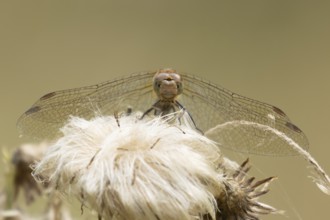 Common darter dragonfly (Sympetrum striolatum) adult insect resting on plant seedheads in summer,