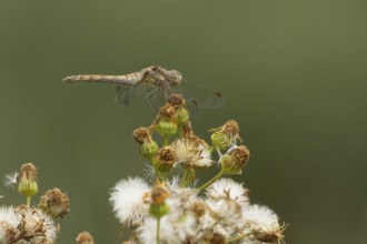 Common darter dragonfly (Sympetrum striolatum) adult insect resting on plant seedheads in summer,