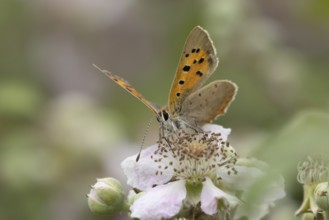 Small copper butterfly (Lycaena phlaeas) adult insect feeding on bramble flowers in summer,