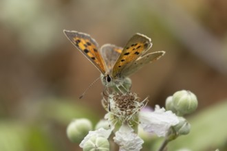 Small copper butterfly (Lycaena phlaeas) adult insect feeding on bramble flowers in summer,
