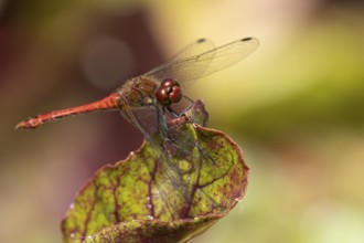 Ruddy darter dragonfly (Sympetrum sanguineum) adult insect resting on a beetroot vegetable leaf in