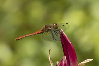 Ruddy darter dragonfly (Sympetrum sanguineum) adult insect resting on a garden lily flower in