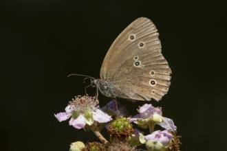 Ringlet butterfly (Aphantopus hyperantus) adult insect feeding on bramble flowers in summer,