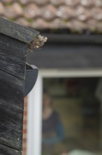 Red admiral butterfly (Vanessa atalanta) adult resting on a house roof prior to hibernating,