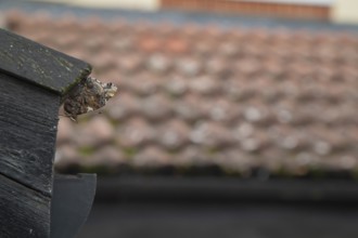 Red admiral butterfly (Vanessa atalanta) adult resting on a house roof prior to hibernating,