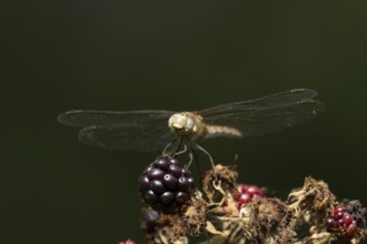 Common darter dragonfly (Sympetrum striolatum) adult insect resting on blackberries in summer,