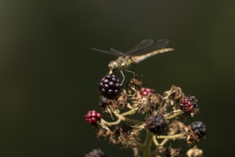 Common darter dragonfly (Sympetrum striolatum) adult feeding on a small insect while resting on