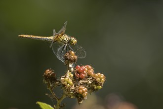 Common darter dragonfly (Sympetrum striolatum) adult insect resting on blackberries in summer,