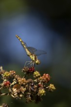 Common darter dragonfly (Sympetrum striolatum) adult insect resting on blackberries fruit in