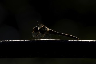 Common darter dragonfly (Sympetrum striolatum) adult insect resting on wood backlit in summer,