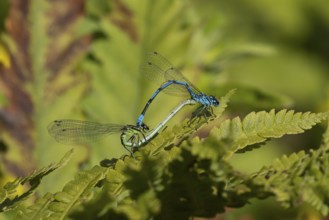 Common blue damselfly (Enallagma cyathigerum) two adult damselflies mating on a plant leaf in