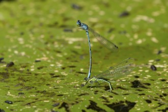 Common blue damselfly (Enallagma cyathigerum) two adult damselflies mating on a water lily leaf on