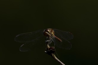 Common darter dragonfly (Sympetrum striolatum) adult insect resting on a tree branch in summer,