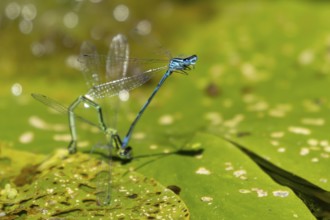 Common blue damselfly (Enallagma cyathigerum) two adult damselflies mating on a water lily leaf on