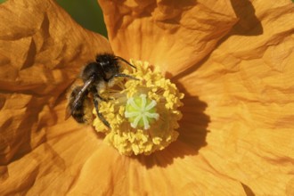 Honey bee (Apis mellifera) adult insect feeding on a garden orange poppy flower, England, United