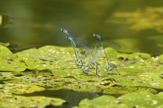 Common blue damselfly (Enallagma cyathigerum) three adult pairs of damselflies mating on a water