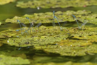 Common blue damselfly (Enallagma cyathigerum) six adult pairs of damselflies mating on a water lily