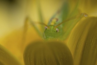Oak bush cricket (Meconema thalassinum) adult insect on a garden yellow flower in summer, England,