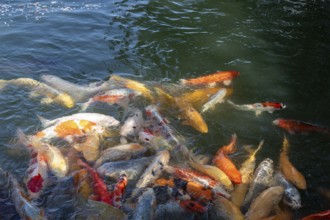 Koi, Nishikigoi, colour carp, many fish feeding on the water surface in the moat of Hiroshima