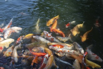 Koi, Nishikigoi, colour carp, many fish feeding on the water surface in the moat of Hiroshima