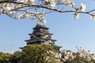 Hiroshima Castle, also known as Carp Castle, against a blue sky with cherry blossoms, sakura, and