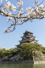 Hiroshima Castle, also known as Carp Castle, against a blue sky with cherry blossoms, sakura, and
