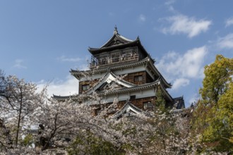 Hiroshima Castle, also known as Carp Castle, in front of a blue sky with cherry blossoms, Sakura,