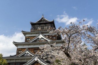 Hiroshima Castle, also known as Carp Castle, in front of a blue sky with cherry blossoms, Sakura,