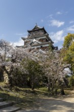 Hiroshima Castle, also known as Carp Castle, in front of a blue sky with cherry blossoms, Sakura,