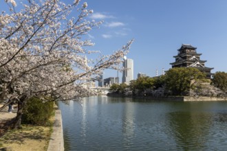 Hiroshima Castle, also known as Carp Castle, against a blue sky with cherry blossoms, sakura, and