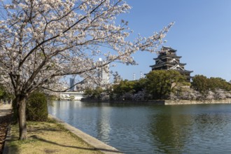 Hiroshima Castle, also known as Carp Castle, against a blue sky with cherry blossoms, sakura, and