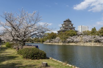 Hiroshima Castle, also known as Carp Castle, against a blue sky with cherry blossoms, sakura, and