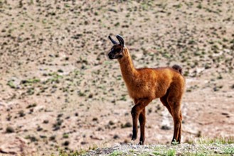 A young, brown llama stands in a wide, green landscape under the blue sky, llamas in the landscape