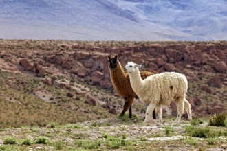 Two llamas, one brown, one white, stand on a dry pasture against a rocky backdrop, llamas in the