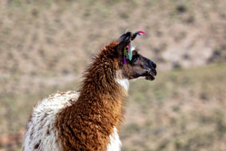 Close-up of a brown llama with colourful ear jewellery in a dry landscape, llamas in the landscape