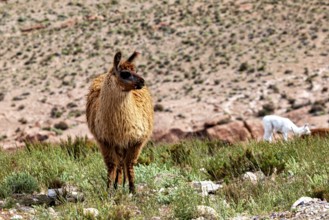 A llama stands in a barren, grassy desert landscape with a sheep in the background, llamas in the