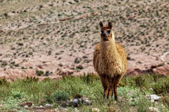 A single llama stands on a dry, green surface with a desert landscape in the background, llamas in