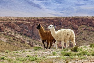 Two llamas, one brown, one white, walk across a stony pasture in a rocky desert landscape, llamas