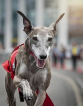 A grey dog is running on a road with a red ribbon around its neck. The dog appears to be happy and