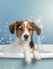 A dog is in a bathtub with bubbles. The dog is brown and white, AI generated