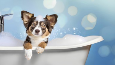 A dog is in a bathtub with bubbles. The dog is looking at the camera, AI generated