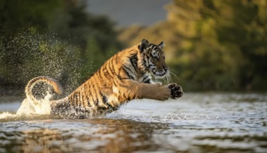 A Bengal tiger is captured in mid-air as it leaps through shallow water, splashing in a dynamic