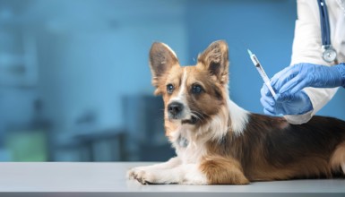 Corgi dog lying on a table in a veterinary clinic while a veterinarian prepares a syringe for an