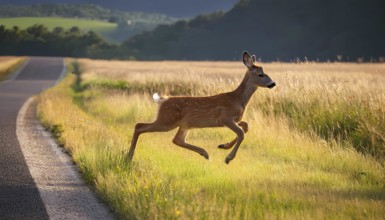 A young deer runs across a field near a road, representing the risk of wildlife-related accidents